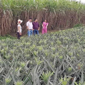 Piña fresca de Vietnam - Product Image 6