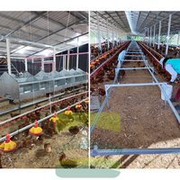 Nouvelle cage à poules automatique à 4 niveaux et 5 portes, type escalon, pour la collecte des œufs, équipement d'élevage avicole à performance durable