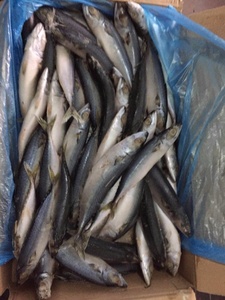 Pescado <span class=keywords><strong>caballa</strong></span> Chub mackerec pescado - Product Image 3