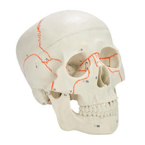 Modelo de <span class=keywords><strong>Cráneo</strong></span> Humano con <span class=keywords><strong>Suturas</strong></span> Numeradas para Enseñanza Médica, <span class=keywords><strong>Cráneo</strong></span> Anatómico con <span class=keywords><strong>Suturas</strong></span> Numeradas para Escuelas y Hospitales - Product Image 4