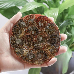 Fósiles de amolita de Venta caliente Especímenes minerales paleontológicos Fósiles de animales marinos naturales de Ciencia para Niños - Product Image 3