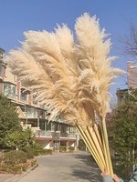 Herbe de la Pampa Artisanale en Gros, Grande Taille, Fleurs Préservées, Longueur Complète 110-130cm, Décoration Mariage, Maison, Noël, Chine