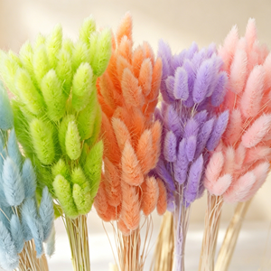 Pampas de Hierba de Cola de Conejo Auténticas para Decoración de Bodas, Hogar, Graduaciones y Festivales, para Hacer Ramos, Flores Secas, <span class=keywords><strong>Phalaris</strong></span> - Product Image 2