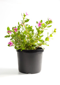 Pot <span class=keywords><strong>de</strong></span> fleurs en plastique noir pour extérieur, 3 gallons, écologique, avec trou <span class=keywords><strong>de</strong></span> drainage pour la maison et le <span class=keywords><strong>jardin</strong></span> - Product Image 2