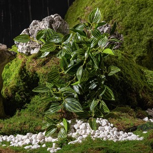 Makoto Mori Artificial Green Plants Vines 100cm 200cm Wall Mounted Decorations <b>Plastic</b> <b>Sheet</b> Silk Flower Set - Product Image 2