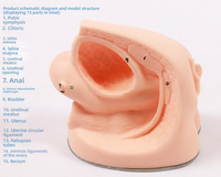 Modèle simplifié d'anatomie du périnée féminin pour la formation médicale PVC pour la pratique du cathétérisme féminin Science de la reproduction humaine