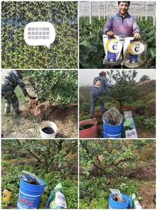 Fertilizzante Idrosolubile <span class=keywords><strong>a</strong></span> Base di Estratto di Alghe Marine NPK 20-20-20, 19-19-19, 13-40-13, 6-12-36+<span class=keywords><strong>TE</strong></span>, 12-40-12 - Product Image 5