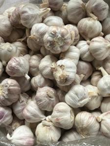 <span class=keywords><strong>Ajo</strong></span> <span class=keywords><strong>Chino</strong></span> Fresco <span class=keywords><strong>de</strong></span> Alta Calidad al por Mayor, Semillas <span class=keywords><strong>de</strong></span> <span class=keywords><strong>Ajo</strong></span>, Proveedor <span class=keywords><strong>de</strong></span> Semillas <span class=keywords><strong>de</strong></span> Vegetales - Product Image 6