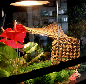 Hamaca para Dragón Barbudo, Tumbona para Reptiles, para Camaleón, Lagarto, Gecko, Hecha a Mano con Algas Marinas, Decoración para Terrario de Reptiles, Espacio para Escalar - Product Image 1