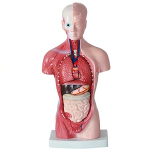 Torso anatómica de buena calidad, 26 cm, 15 piezas, modelo de la visera humana - Product Image 2