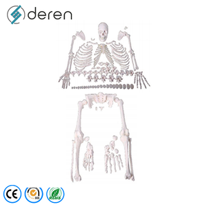 Modèle de squelette humain détachable et déarticulé en PVC, modèle d'ossement complet du corps pour les cours de biologie - Product Image 3