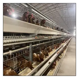 Cages Poules pondeuses Meilleure vente Oeuf Volaille Équipement H Type Poulailler Batterie Cage Poules pondeuses