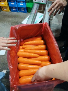 Bán Buôn Trung Quốc Chất <span class=keywords><strong>L</strong></span>ượng Hàng Đầu Tươi Cà Rốt Giá Kích Thước <span class=keywords><strong>S</strong></span> <span class=keywords><strong>M</strong></span> <span class=keywords><strong>L</strong></span> Có <span class=keywords><strong>S</strong></span>ẵn Cà Rốt Cho Xuất Khẩu - Product Image 5