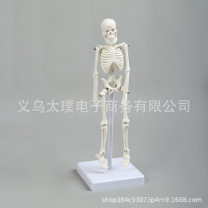 Human skeleton model, biological teaching skull vertebral specimen, movable joint skeleton, PVC medical skull frame. - Product Image 2