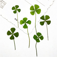 Clover True Leaf semanggi Lucy Clover enkapsulasi diskon besar kualitas Premium harga kompetitif