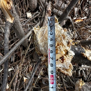 <span class=keywords><strong>Coupe</strong></span>-branches hydraulique Rima pour excavatrice et tracteur - Product Image 6