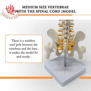 Modelo <span class=keywords><strong>de</strong></span> <span class=keywords><strong>esqueleto</strong></span> humano FRT017 Columna vertebral 45cm Modelos <span class=keywords><strong>de</strong></span> columna vertebral con <span class=keywords><strong>cartílago</strong></span> <span class=keywords><strong>de</strong></span> raíz nerviosa Modelo anatómico <span class=keywords><strong>de</strong></span> columna vertebral blanca - Product Image 5