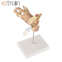 Modèle anatomique de pied grandeur nature avec ligaments, en PVC, pour l'enseignement scientifique et la science médicale