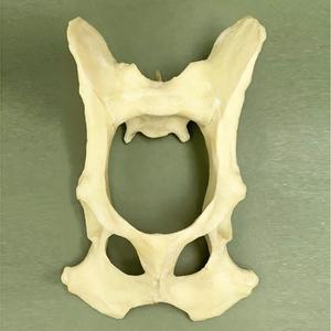 Modelo de <span class=keywords><strong>Pelvis</strong></span> y Articulación de Cadera Canina, Hueso Sintético para Simulación de Entrenamiento Quirúrgico Ortopédico Veterinario - Product Image 5