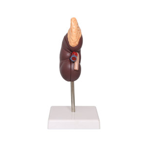 DARHMMY Modelo Anatómico de Riñón Humano de Tamaño Real para Educación Médica, Material de PVC - Product Image 3