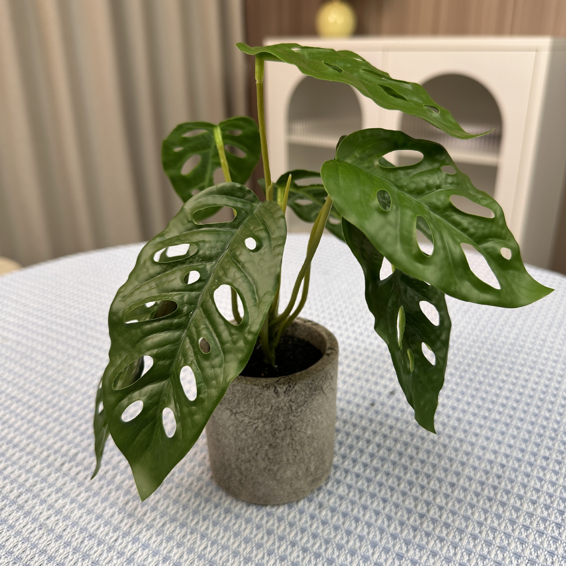 Plante en pot miniature avec dos de tortue percé d'un trou de 20 cm - toucher agréable.