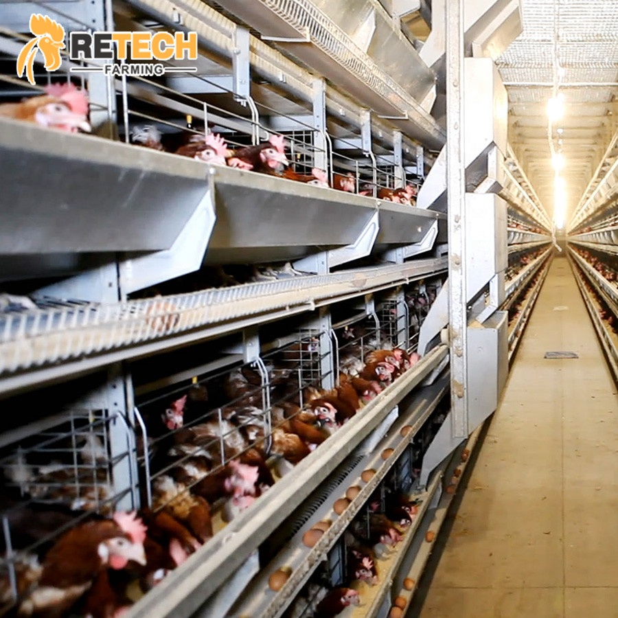 automatic layer cages egg chicken poultry farm