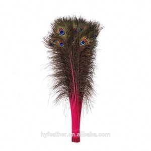 Pack of 100 Pieces Stem Dyed Peacock Eye Tail <strong>Feather</strong> 20 Inch+ - Product Image 5