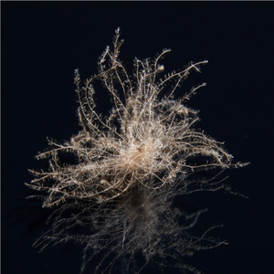 <span class=keywords><strong>IDFL</strong></span>认证600/700/800高填充功率90% 水洗灰鹅绒 - Product Image 3