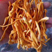 Cordyceps militaris biologique séché d'exportation de Chine Detan
