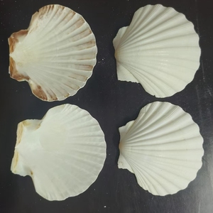 Coquillages de bougie naturelles blanches, pièces, coquilles naturelles de qualité réelle, art floral, pour la <span class=keywords><strong>plage</strong></span> et le mariage, décoration festive, Restaurant - Product Image 6
