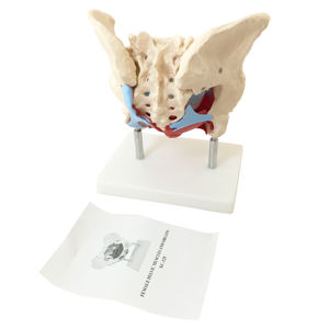 医学部教育トレーニング可動性のある人間の女性の骨盤の骨格の筋肉と臓器骨盤底の解剖学的モデル - Product Image 1