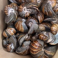 Fossile d'ammonite naturelle de Madagascar de haute qualité, spécimen de coquillage cristallin brillant, fossile d'escargot perroquet à vendre