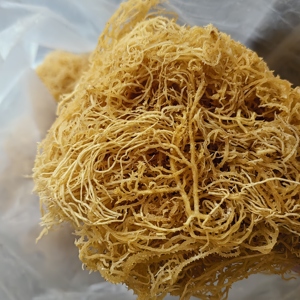 Alga Marina <span class=keywords><strong>Gelidium</strong></span> Amansii Seca Completamente, Color Amarillento, Material para Ensaladas, en Venta - Product Image 4