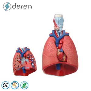 Modèle du système respiratoire humain avec 7 parties amovibles, modèle d'<span class=keywords><strong>anatomie</strong></span> pulmonaire pour démonstration médicale - Product Image 1