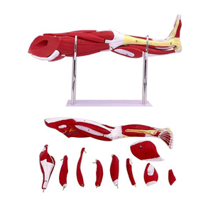 वियोज्य मानव पैर पेशी शरीर रचना विज्ञान मॉडल कम अंग पेशी चिकित्सा विज्ञान के लिए संरचनात्मक मॉडल - Product Image 1