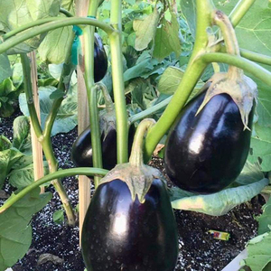 Graines de Aubergine Hybride F1 Black Beauty Qualité Supérieure Rendement Élevé Graines de Brinjal Moon Star Origine Pakistan - Product Image 5