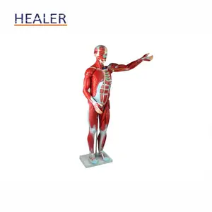 Humanos todo el cuerpo maniquí órgano modelo de enseñanza anatómico del cuerpo humano músculo disección anatomía modelo con los órganos internos