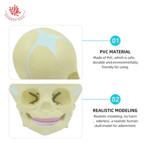 Modello di teschio per bambino umano bambino modello di teschio di forma reale <span class=keywords><strong>scheletro</strong></span> umano - Product Image 5