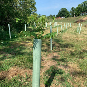 Venta al por mayor GF 2mm PP Tree Guard Tubos redondos Vid Protección de plantas Manga de plástico corrugado Suministros agrícolas - Product Image 1