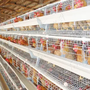 Cage automatique de haute qualité Type A pour poules, maison au Pakistan, à vendre