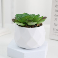 Mini plantes succulentes vertes assorties dans des pots en céramique blanche ronds, décoration d'intérieur, décoration de table, mini plantes vertes