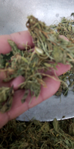 <span class=keywords><strong>Zi</strong></span> Hua <span class=keywords><strong>Di</strong></span> Ding, plantes entières séchées brutes de Viola Philippica, non extraites, violet à fleurs violettes pour herbe médicinale - Product Image 5