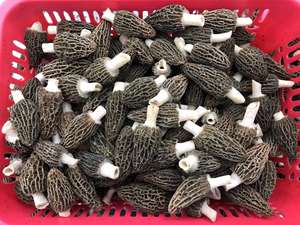 Оптовая Продажа, экспорт, свежие натуральные сублимационные сморчки Detan, сушеные черные сморчки - Product Image 2