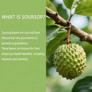 99% Graviola Annona Muricata Extrato Graviola Suco De Fruta Em Pó Spray Seco Custard Apple Extrato Em Pó - Product Image 4