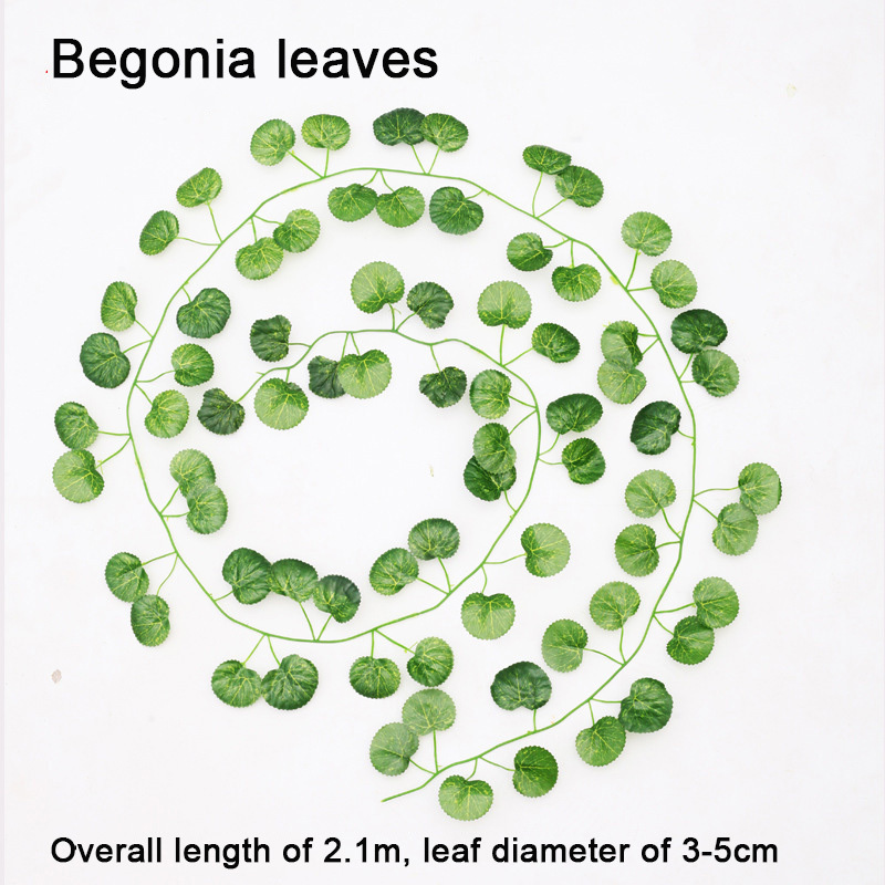 Feuilles de bégonia