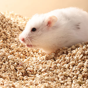 Bucatstate commercio all'ingrosso di piccoli animali forniture per la decorazione criceto naturale pannocchia di mais commestibile biancheria da letto - Product Image 6