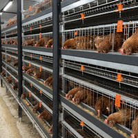 Système clé en main de cages à poulets de chair de type H, galvanisé à chaud, équipement avicole automatique pour ferme à grande échelle