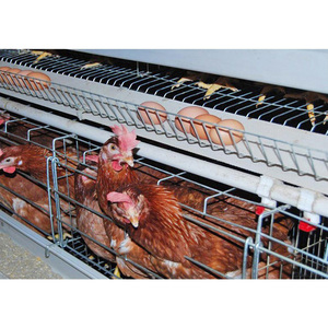 Équipement d'élevage de haute qualité pour cages à animaux, types A/H au choix pour cages à poules pondeuses - Product Image 4