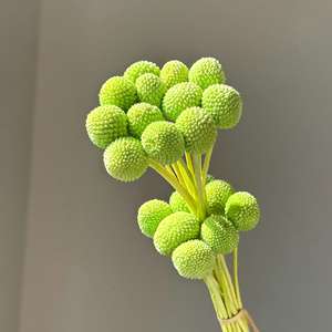 Fleurs de Craspedia naturelles séchées et préservées, boules dorées <span class=keywords><strong>pour</strong></span> la décoration florale de la maison, des tables de mariage - Product Image 6