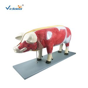 Modèle d'anatomie de l'estomac d'un animal ; structure interne de l'estomac d'un cochon ; modèle pour démonstration en classe en agriculture et - Product Image 2